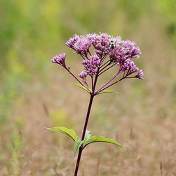 Eutrochium maculatum (spotted Joe-Pye-weed)